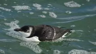 Los falsos pingüinos se convierten en otra atracción turística de El Perelló