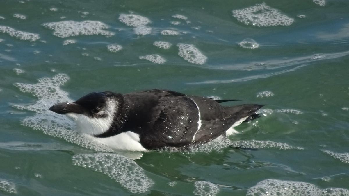 Uno de los pingüinos europeos que puede verse en El Perelló