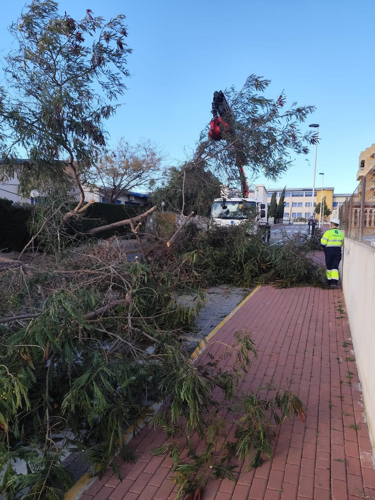 Árboles, muros y vallas derribados por el vendaval de la borrasca "Kristin" en Torrevieja Árboles, muros y vallas derribados por el vendaval de la borrasca "Kristin" en Torrevieja