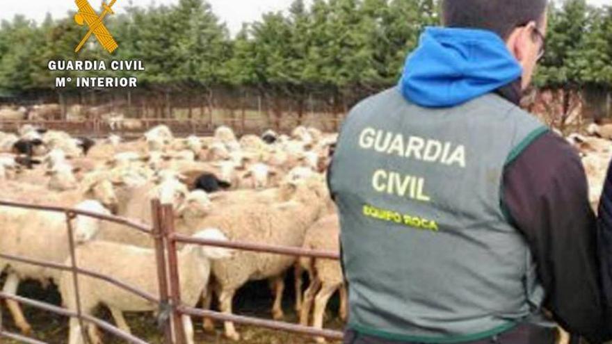 Detenidas e investigadas cinco personas por robos en campos de la provincia de Cáceres