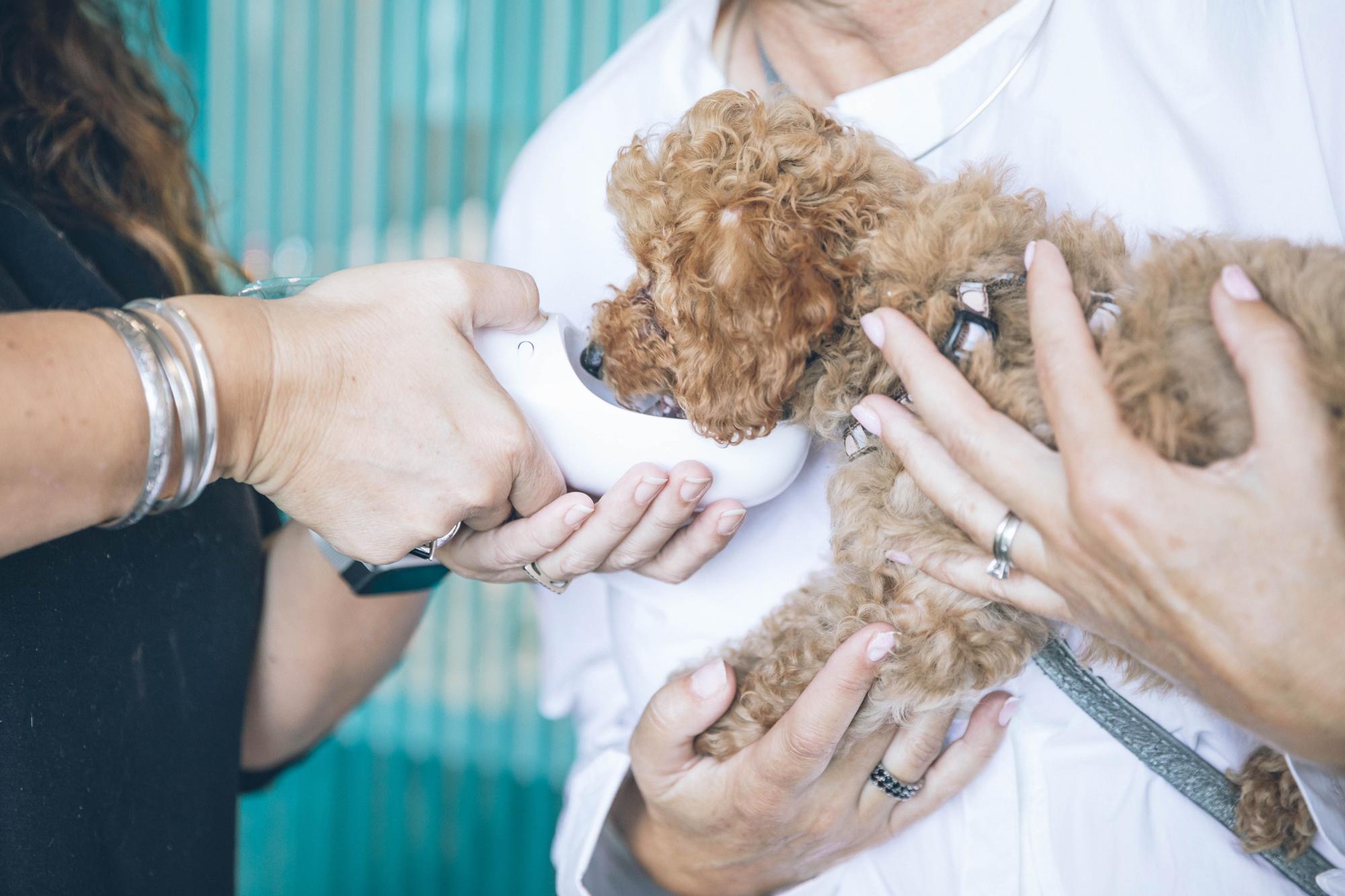 Si no llevas agua encima tu perro podría sufrir un golpe de calor