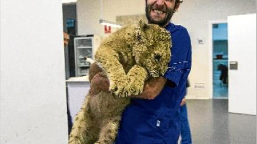 El petit Magnus ha estat acollit pels veterinaris de l&#039;Hospital Veterinari València Sud, que en tenen cura
