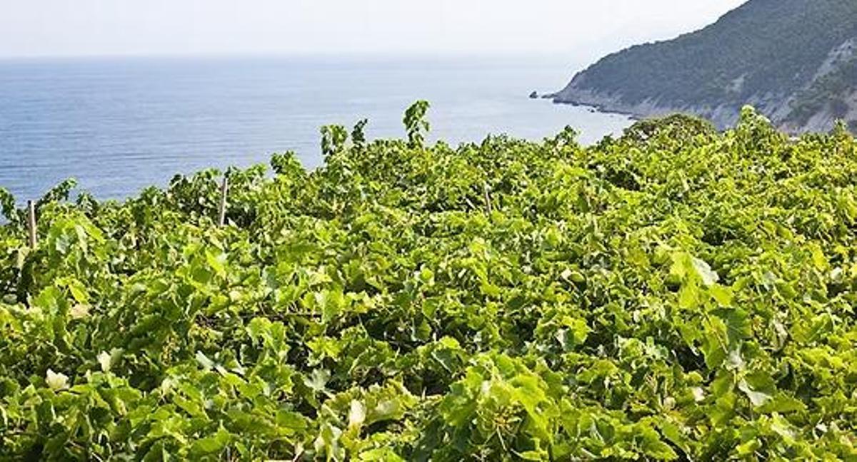 Die Weinreben der Bodega Ca'n Pico in Banyalbufar liegen dort auf Terrassen mit Meeresblick.