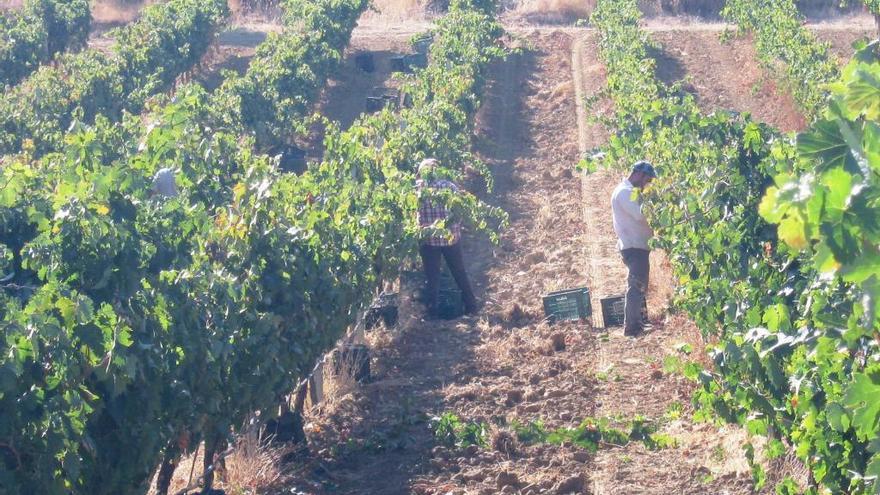 Dos jornaleros recogen uva en Toro