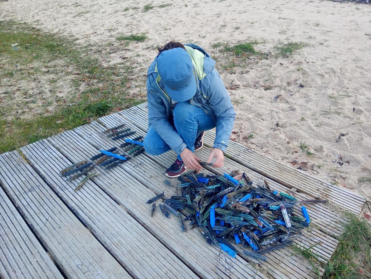 Palillos de batea recogidos el pasado fin de semana en la playa Río Azor, en Ribeira