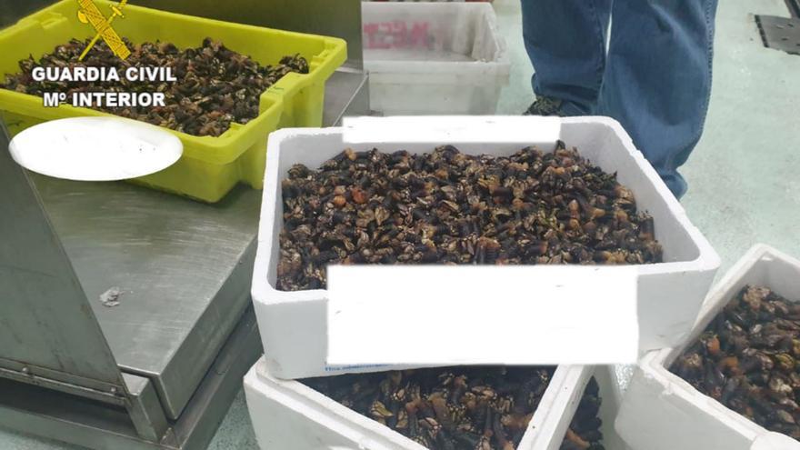 Percebes aprehendidos por la Guardia Civil en el puerto de A Coruña.