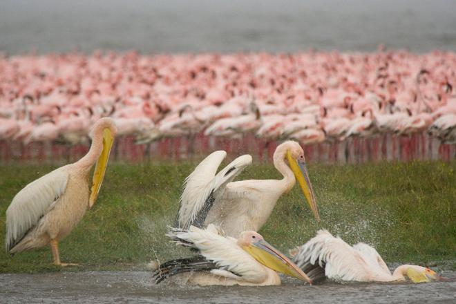 Pelicanos