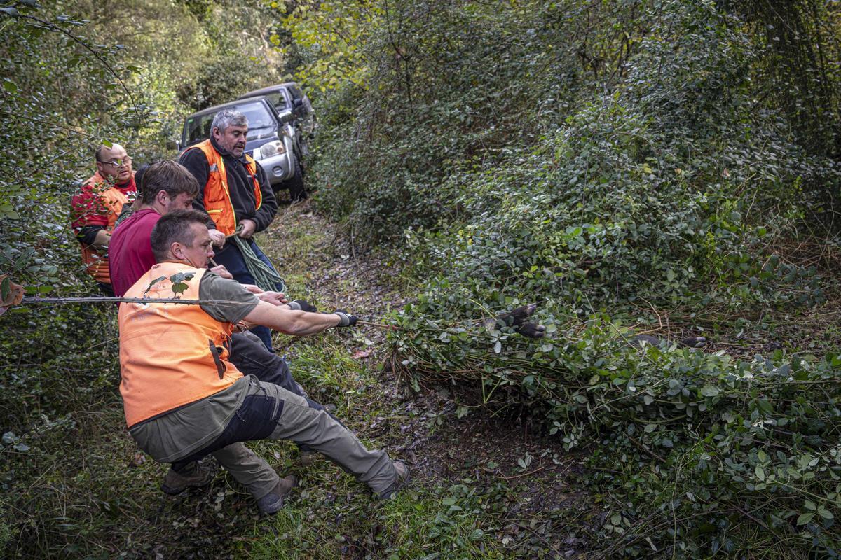 Así funciona una batida de caza en Girona: seguridad, convivencia y control del jabalí