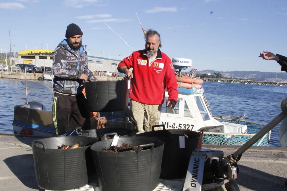 Apertura de la veda de la centolla en O Morrazo