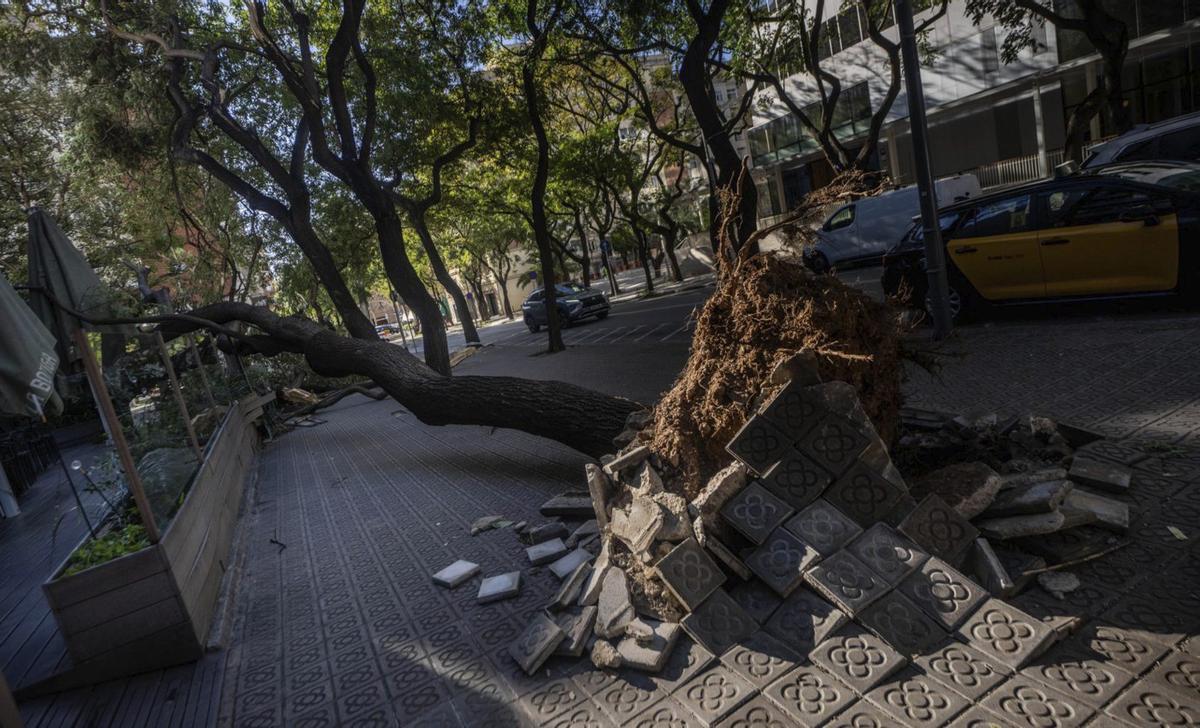 Un vendaval històric provoca milers d’incidències a Catalunya