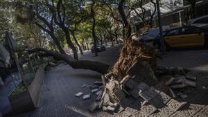 Un vendaval històric provoca milers d’incidències a Catalunya