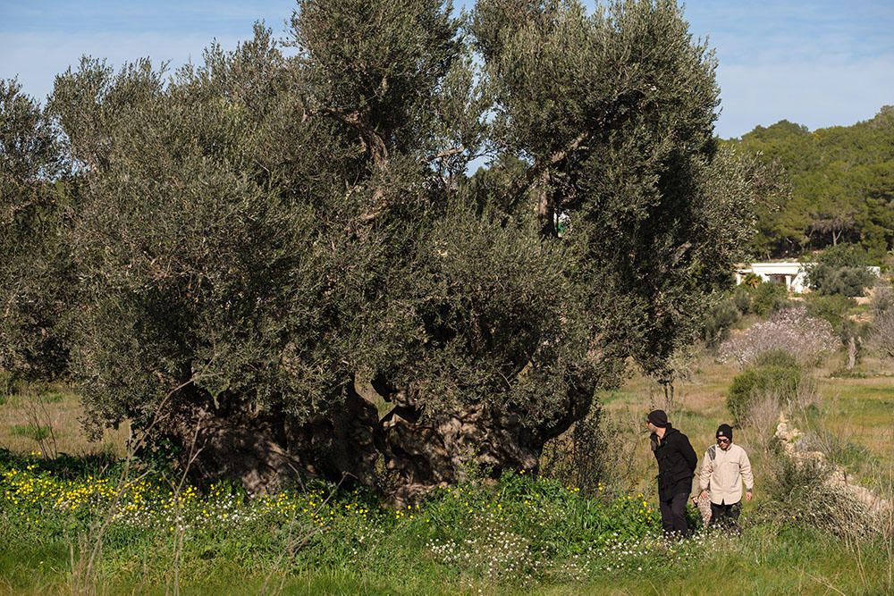 Recorrido histórico por los almendros de Corona