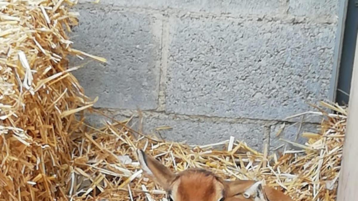 Neix al Zoo de Barcelona un òrix blanc, una espècie extingida en llibertat