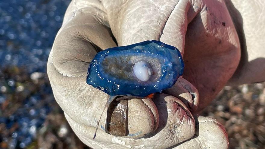 Invasión de medusas velero en la Cala Cantalar de Alicante