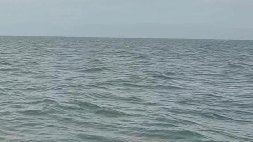González Pons presume de "sandalias de Odiseo" ante delfines