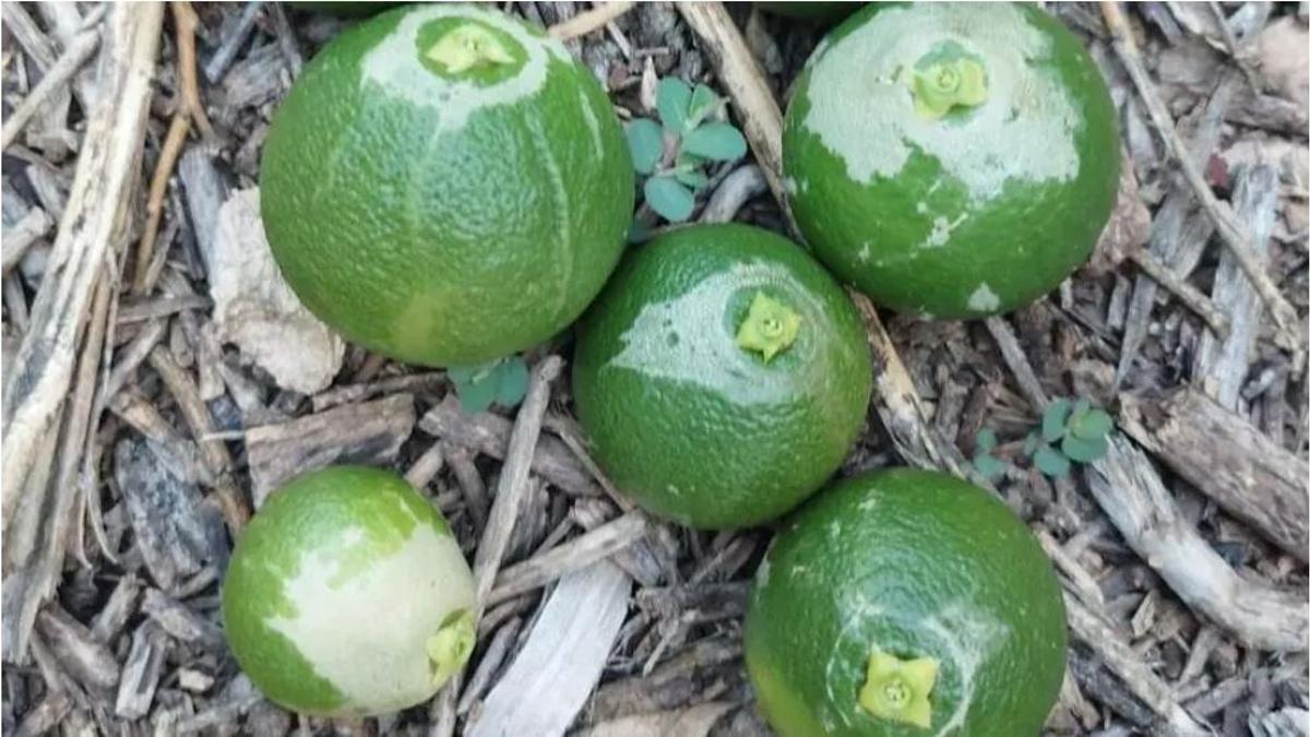 Fruta afectada por el ‘Trips sudafricano’.