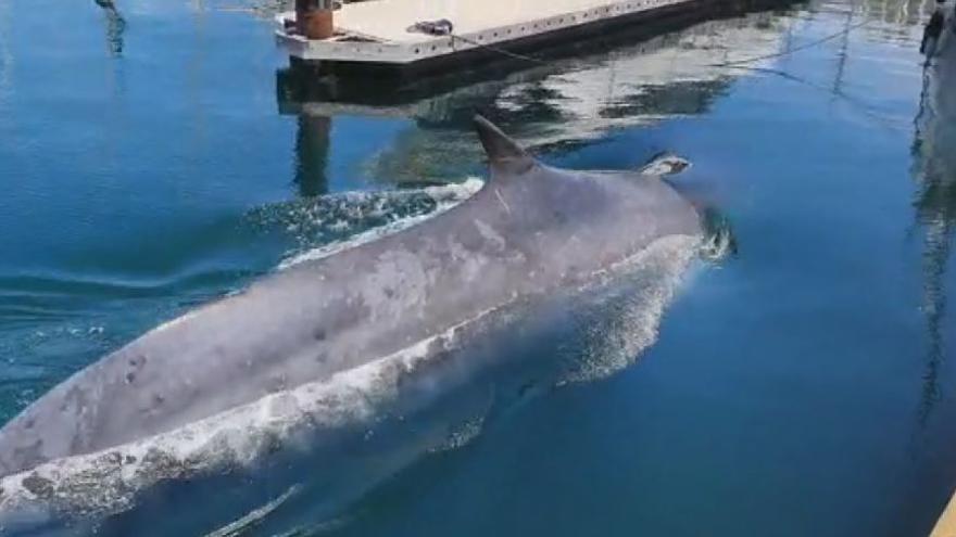 Una ballena desorientada en València