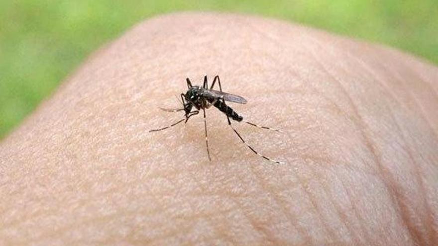 Científicos de EEUU localizan anticuerpos que protegen del zika