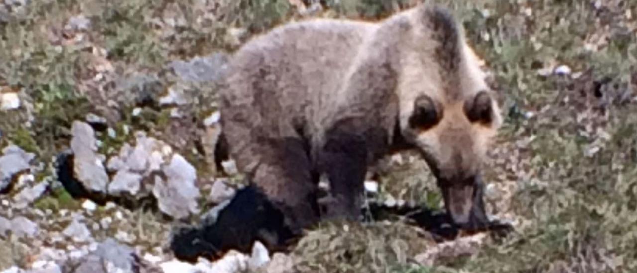 Un ejemplar de oso pardo cantábrico en el parque natural de Somiedo. | LNE