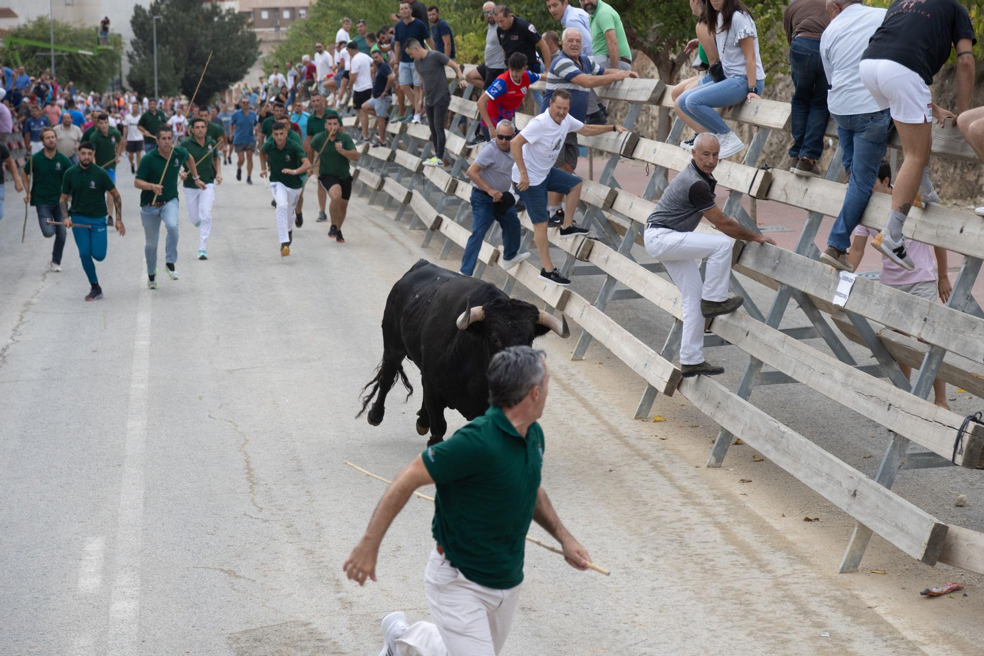 Tercer encierro de la Feria Taurina del Arroz en Calasparra