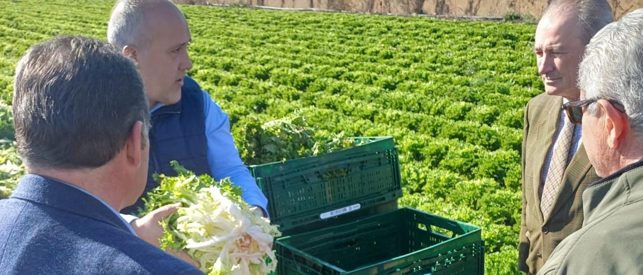 Las plantaciones de sandía y brócoli ocupan 25 hectáreas.