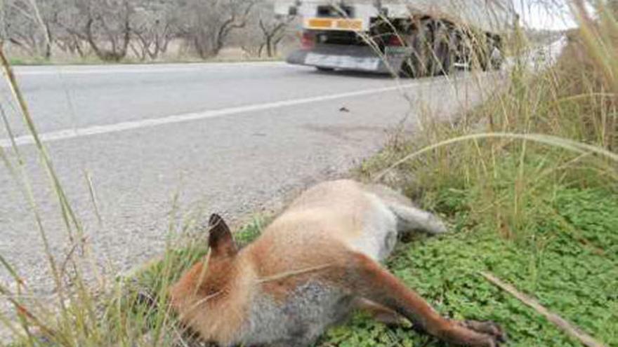 El zorro muerto en la cuneta de la carretera.