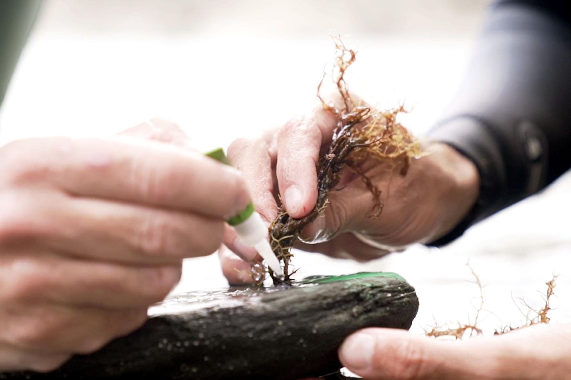 Reintrodueixen una alga al parc natural del Cap de Creus que portava més de quatre dècades extingida