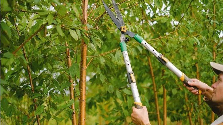 Crida veïnal al Port de la Selva per reciclar la fracció vegetal