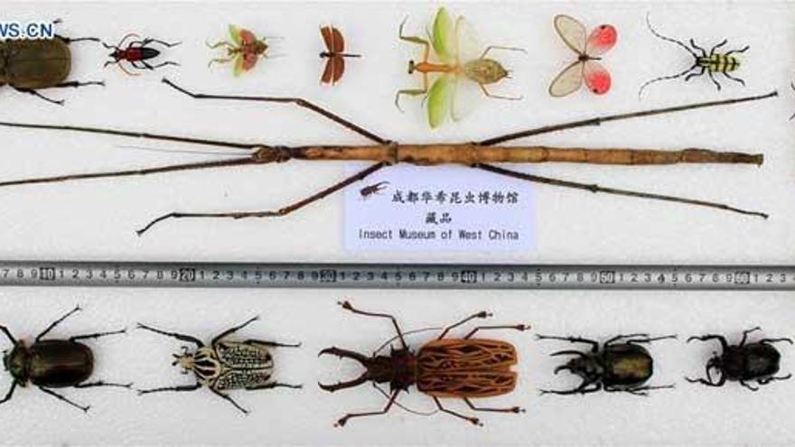 Insecto denominado Phryganistria chinensis Zhao.