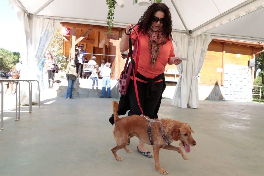 Concurso de perros en La Aldehuela