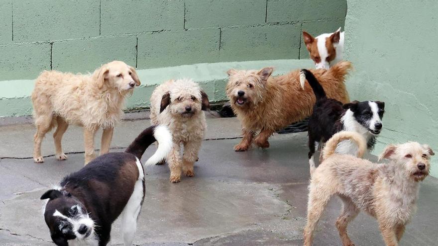 Una jueza de Vigo avala que las comunidades de propietarios prohíban las mascotas