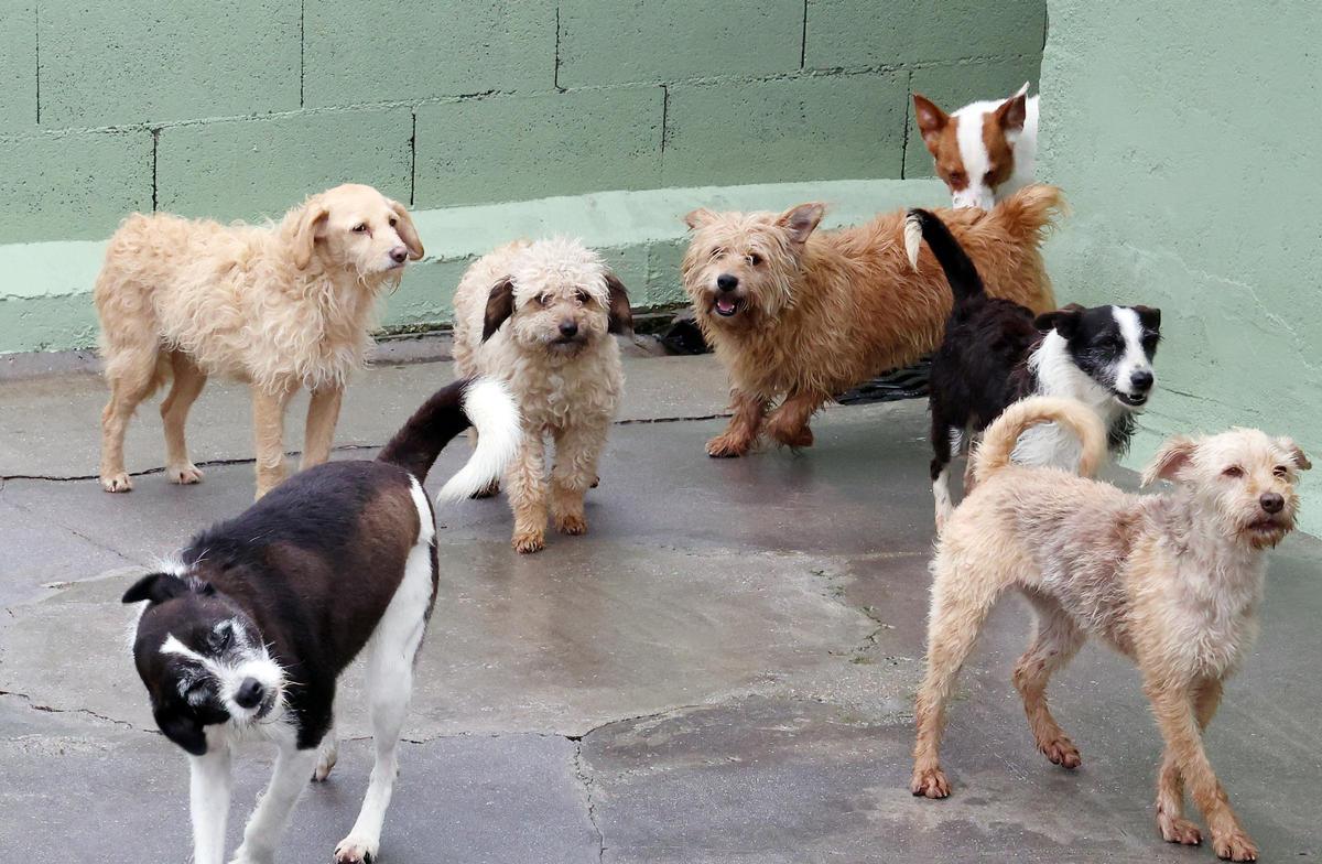La comunidad de propietarios del edificio de este litigio prohíbe todos los animales de compañía excepto los «perros guía»