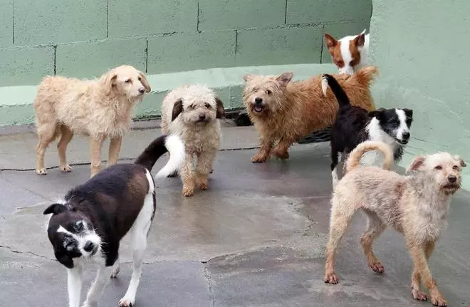 Una jueza de Vigo avala que las comunidades de propietarios prohíban las mascotas