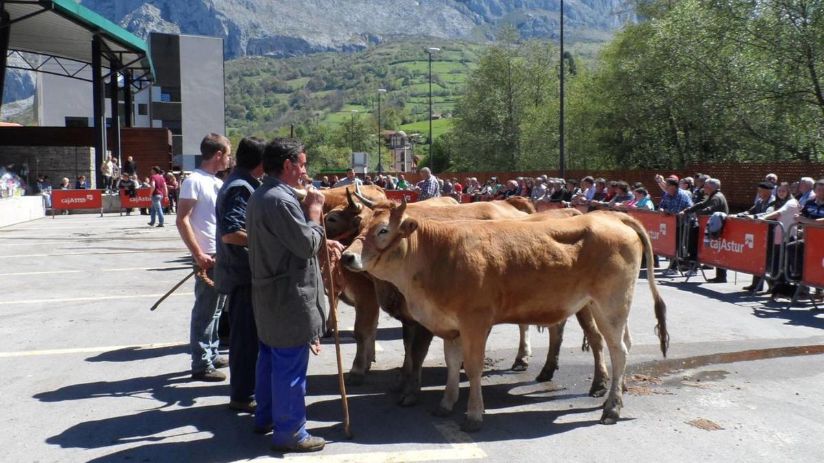 Certamen de la Raza Asturiana de los Valles en Teverga, en una imagen de archivo.