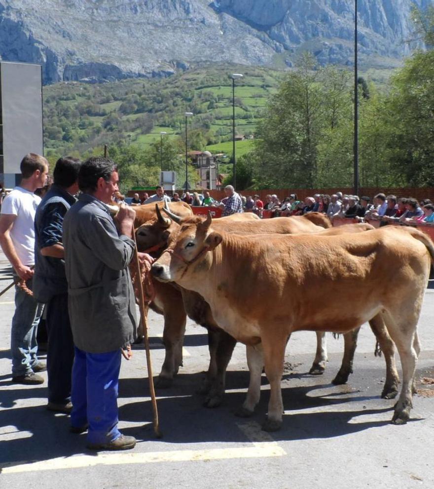 La actividad ganadera, una de las señas teverganas