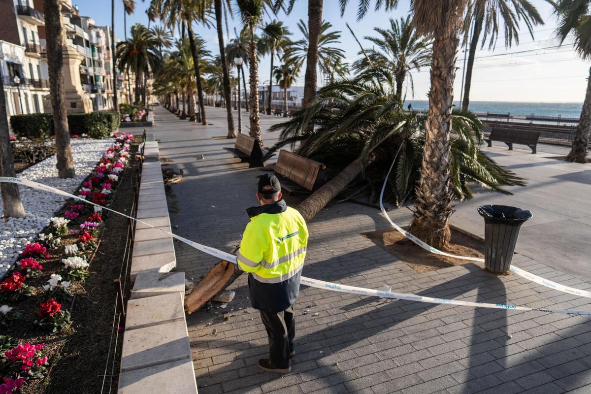 Palmera caída en el paseo Marítim de Badalona, a causa del fuerte viento