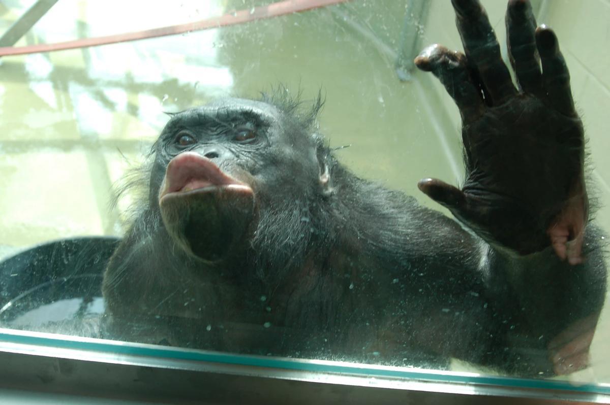 Radio pública de Iowa. Kanzi entretiene a los visitantes haciendo una mueca de "beso" a través de la ventana.