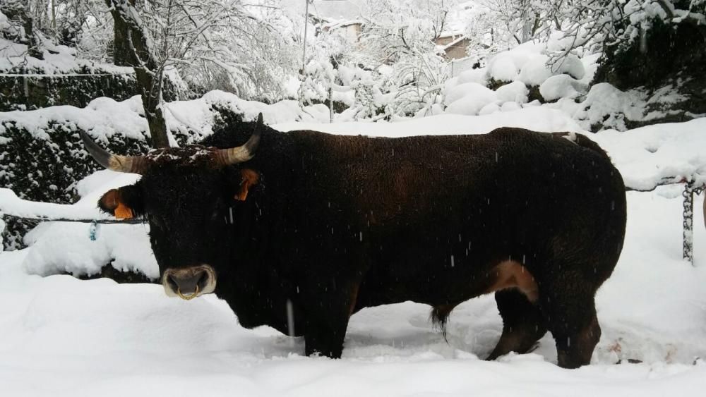 Nevada en el Valle del Lago