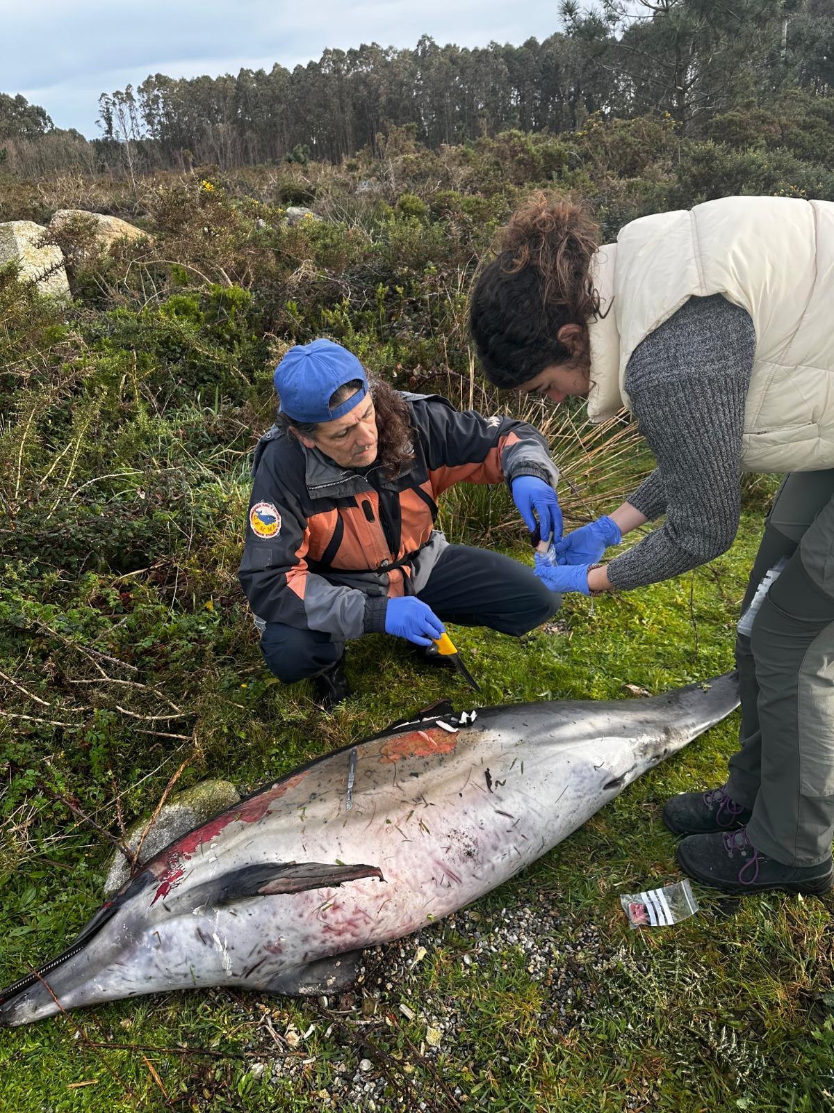 Un ejemplar marino varado en 2025 en la costa gallega.