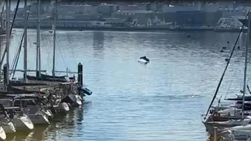 Los delfines se dejan ver por Vigo