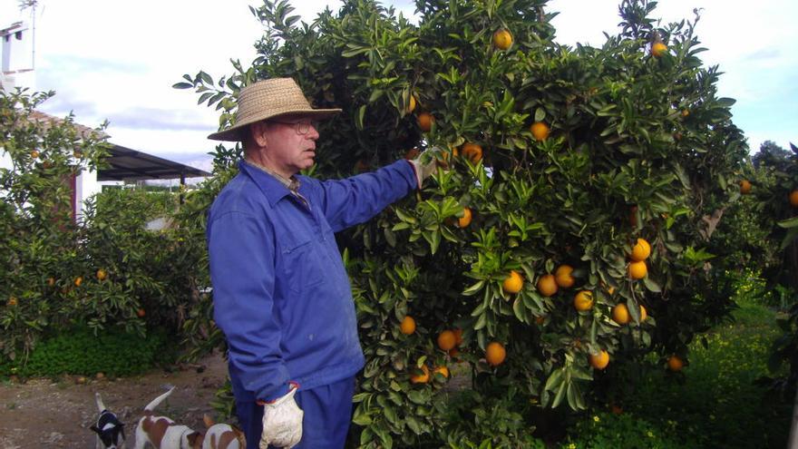 Un cultivo de cítricos.