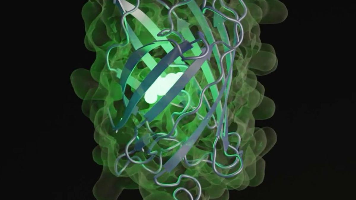Una representación de esmGFP, una nueva proteína fluorescente verde generada por ESM3 que es diferente a otras proteínas fluorescentes que se encuentran en la naturaleza.
