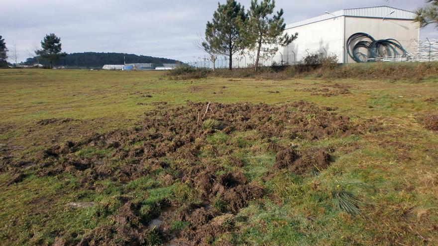 Una de las zonas del aeropuerto de Vigo en la que apareció un jabalí.