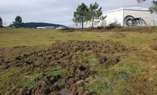 Medio Ambiente autoriza que arqueros profesionales abatan jabalíes en Vigo