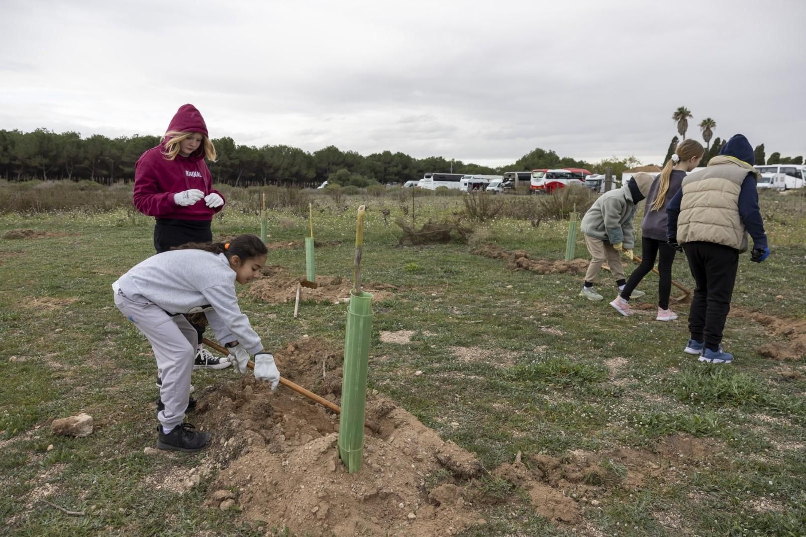 Jornada escolar plantación de especies autóctonas junto al parque natural de las lagunas de Torrevieja y La Mata