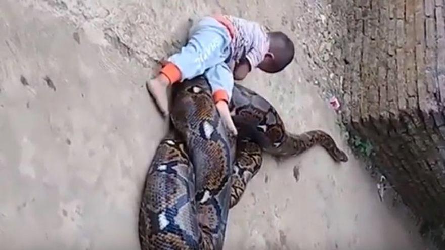 El impactante vídeo de un bebé jugando con una serpiente pitón en Indonesia