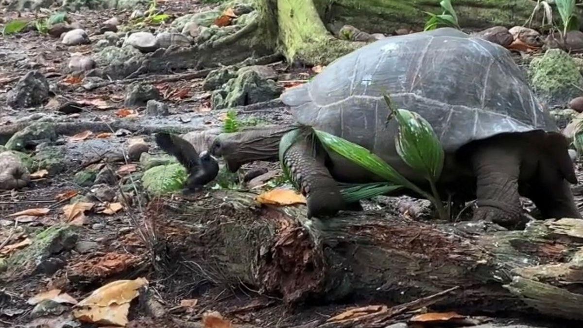 Instant on la tortuga caça l&#039;ocell