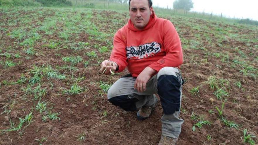 Rubén Estrada muestra varios brotes de faba comidos por los corzos en su finca La Garita, en Poreño.