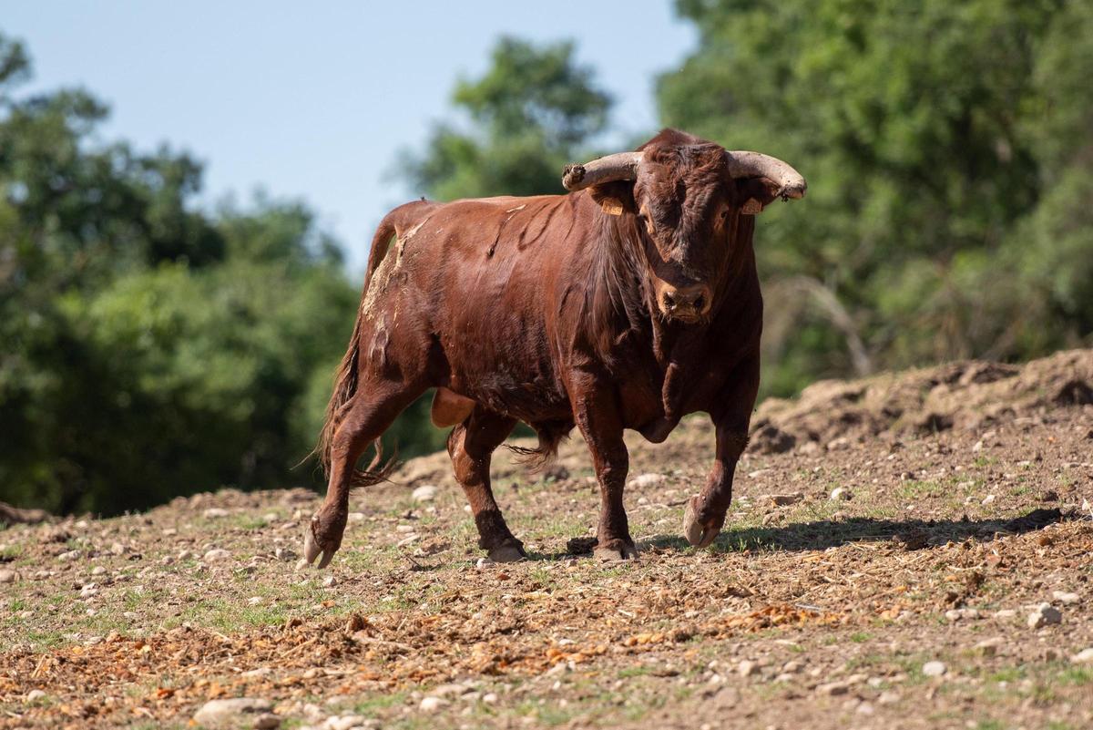 El torito &quot;Espléndido&quot; en la finca.