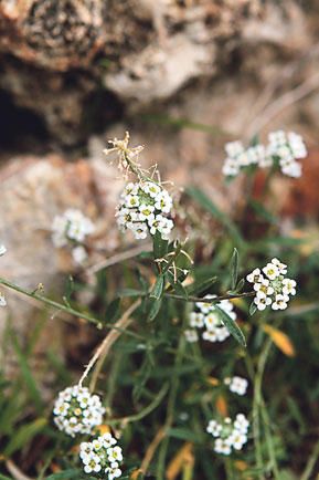 Wildkräuter Mallorca